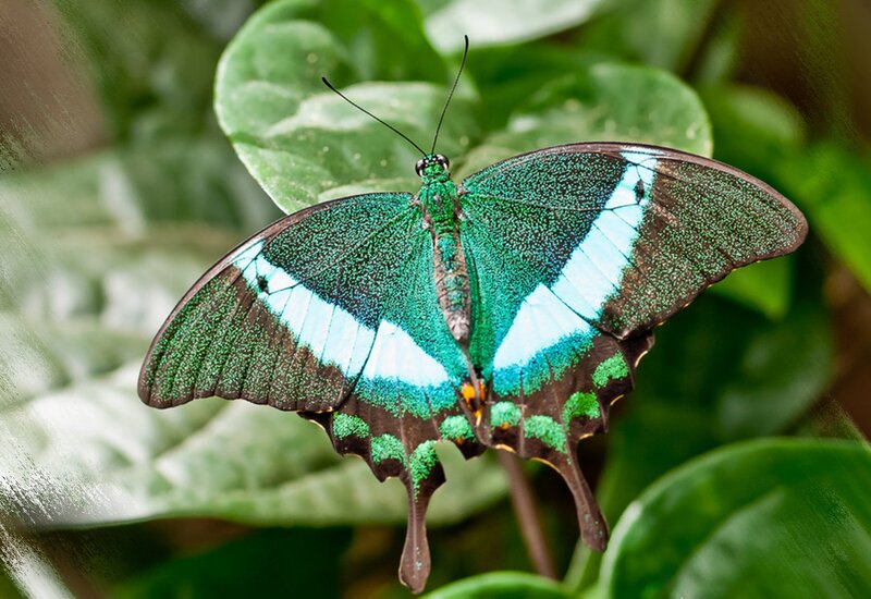 Green and Blue Butterfly — Natural, Photograph