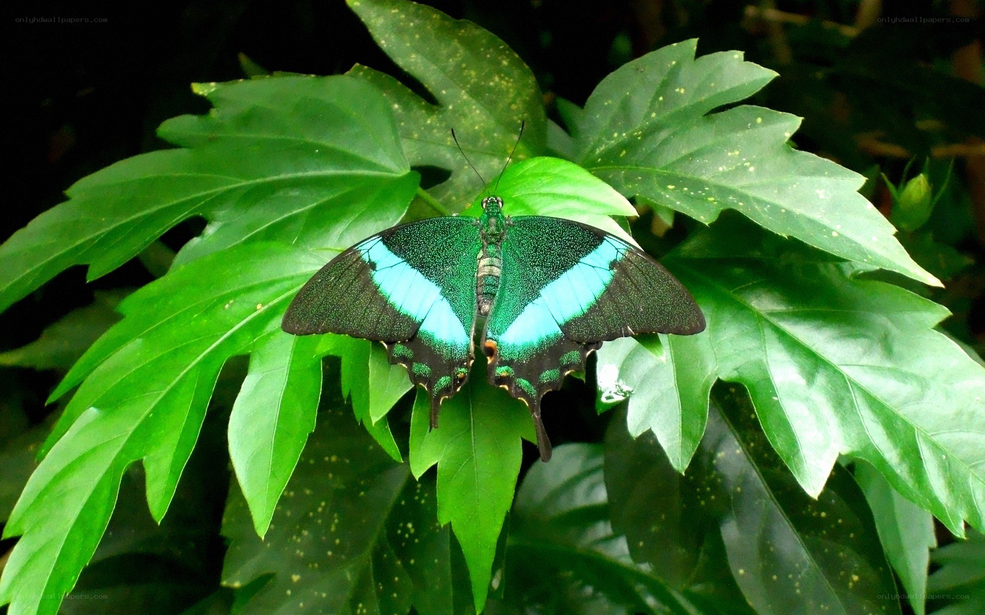 green and blue butterfly on leaf
