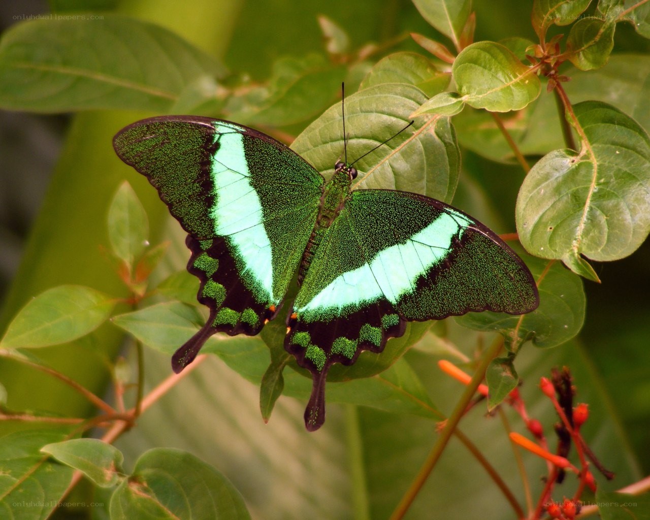green and blue butterfly on leaf