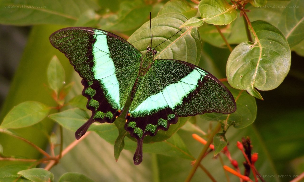 green and blue butterfly on leaf