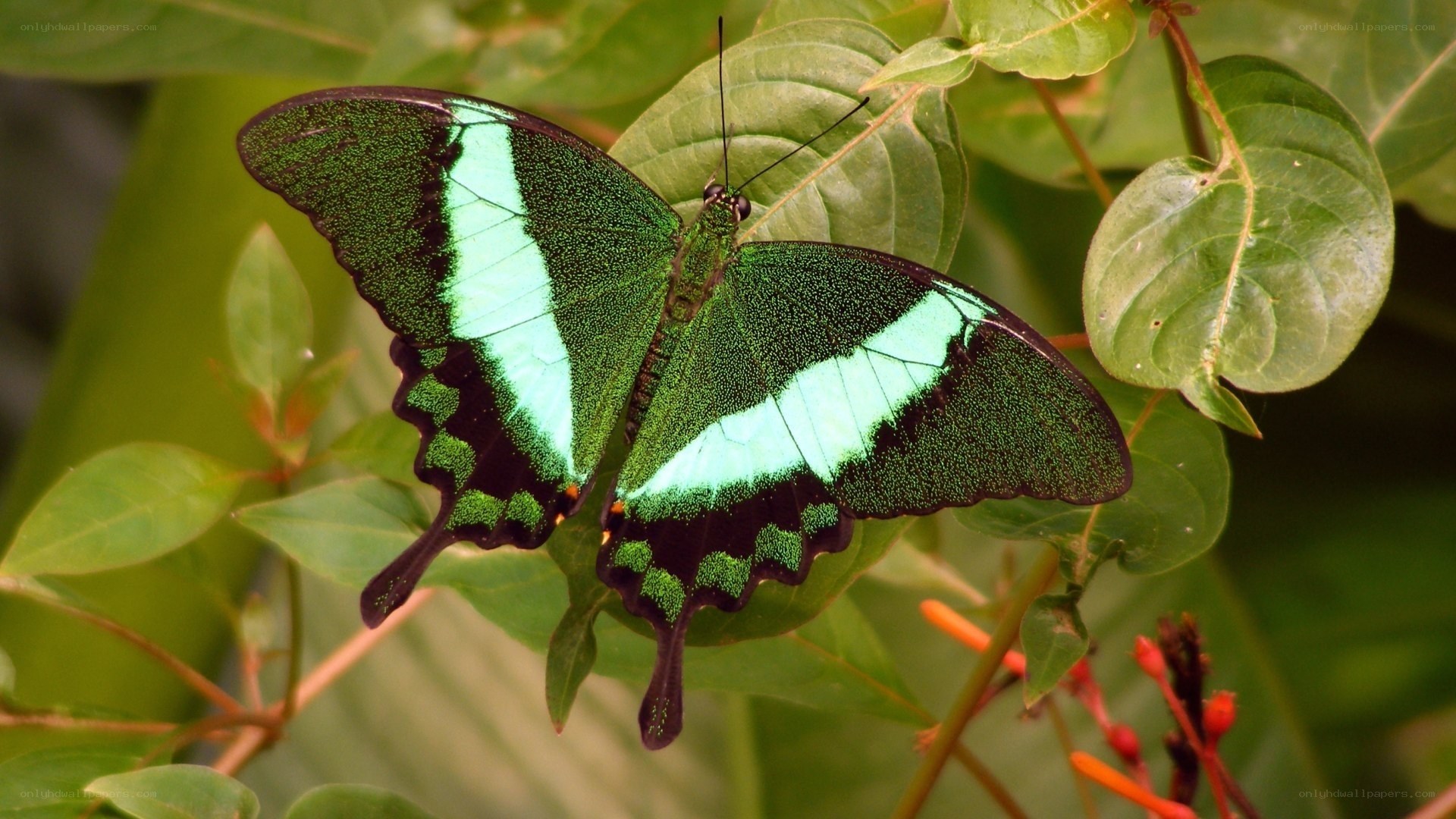 green and blue butterfly on leaf