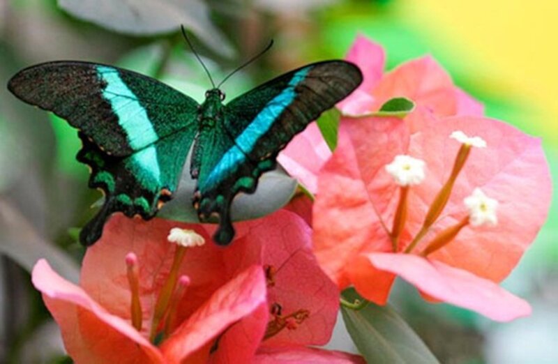 Green and Blue Butterfly — Serene, Afternoon