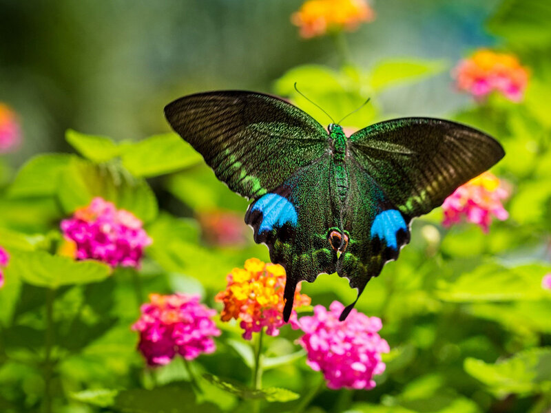 Green and Blue Butterfly — Serene
