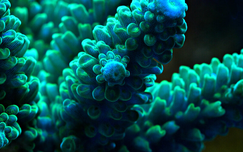 Green and Blue Coral