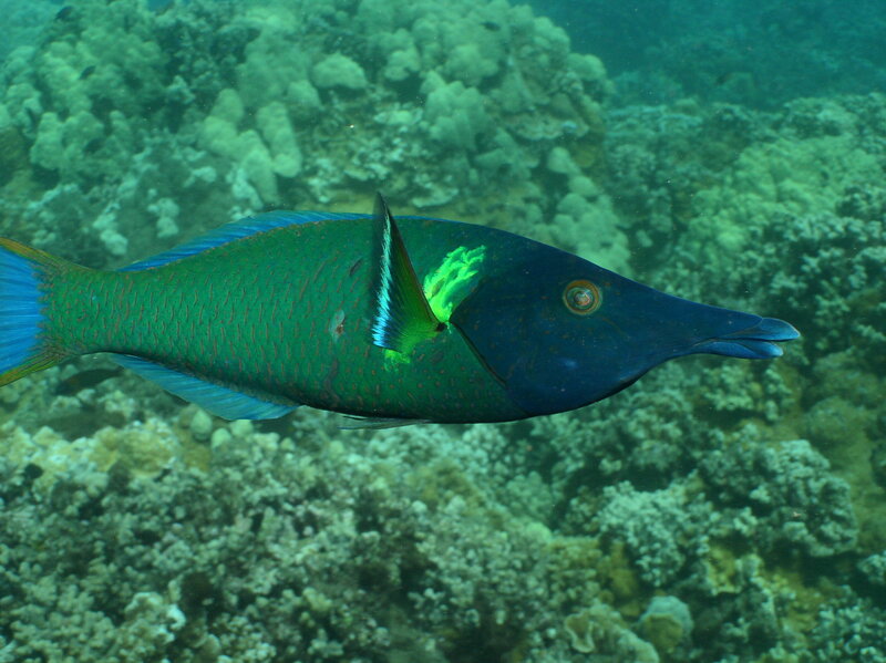 Green and Blue Fish