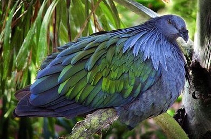 Green and Blue Pigeon