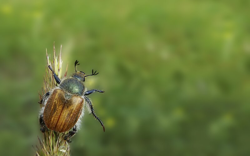Green and Brown Beetle — Natural