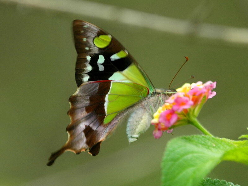 Green and Brown Butterfly — Calm, Afternoon