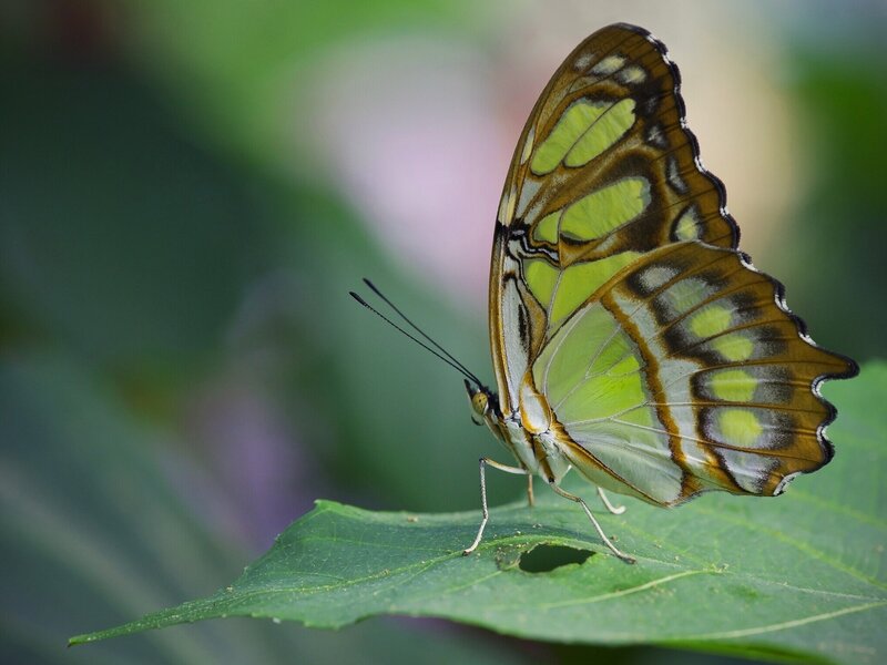Green and Brown Butterfly — Calm, Photograph, Leaf, Antennae