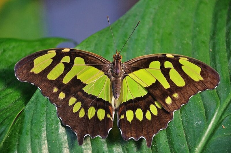 Green and Brown Butterfly — Calm, Photograph, Leaf