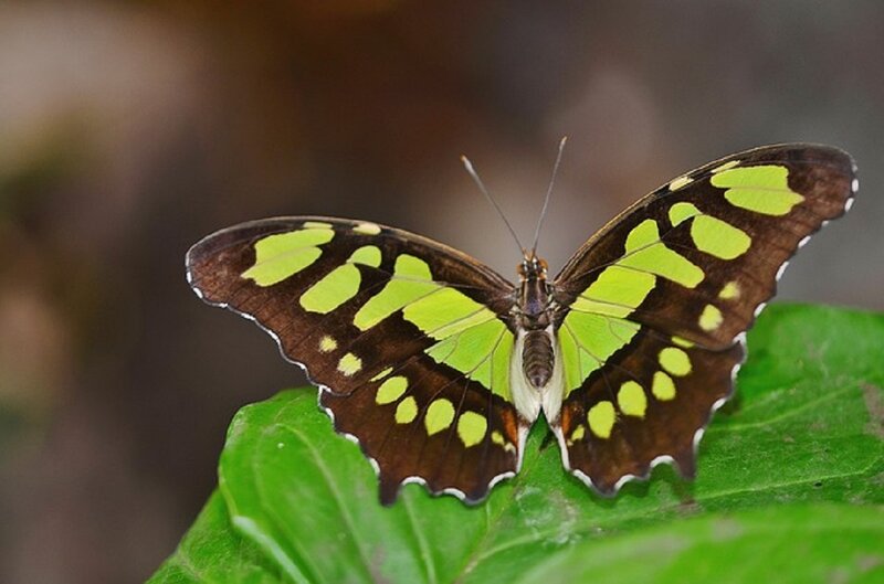 Green and Brown Butterfly — Calm, Photograph