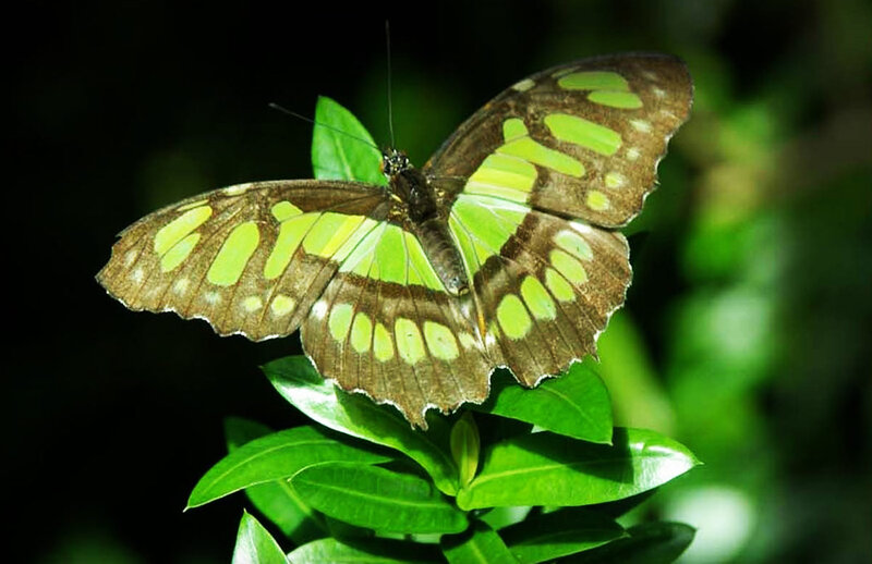 Green and Brown Butterfly — Natural, Photograph