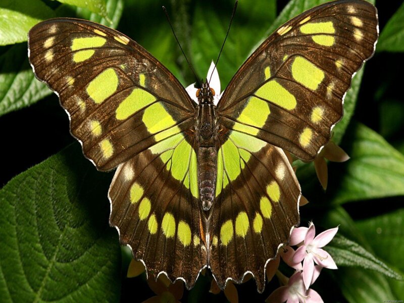 Green and Brown Butterfly — Natural