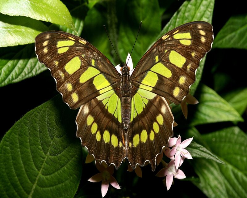 green and brown butterfly on flowers