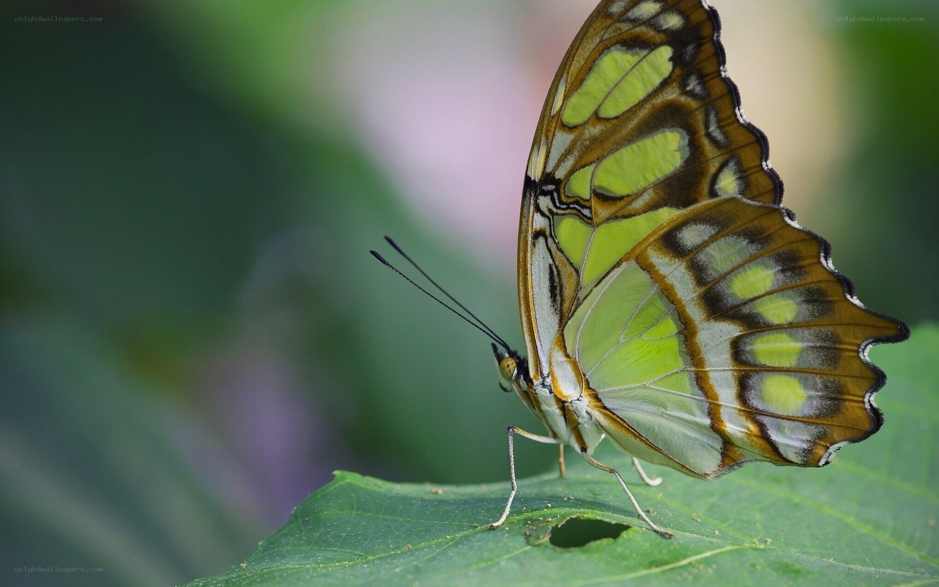 green and brown butterfly on leaf