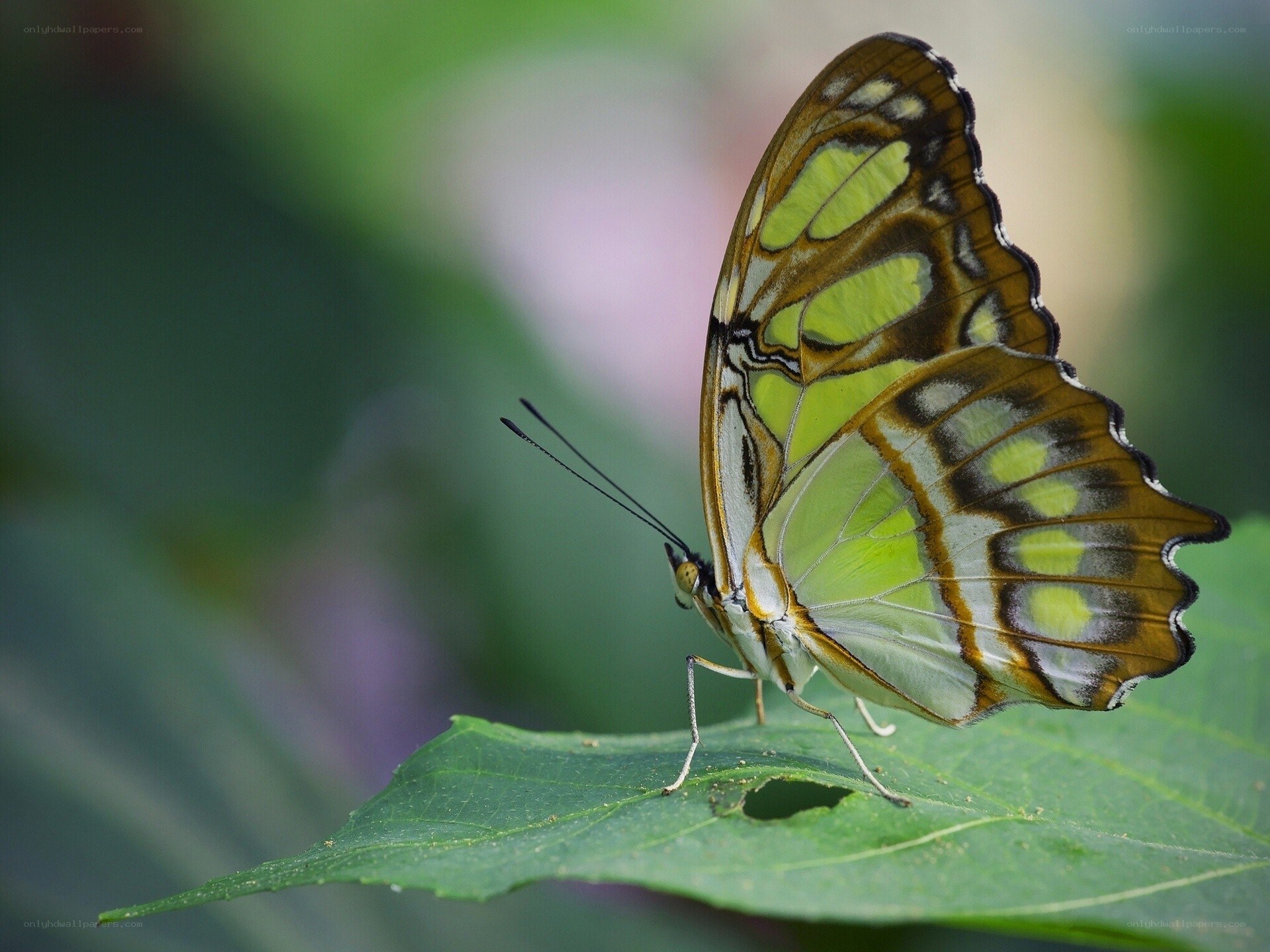 green and brown butterfly on leaf