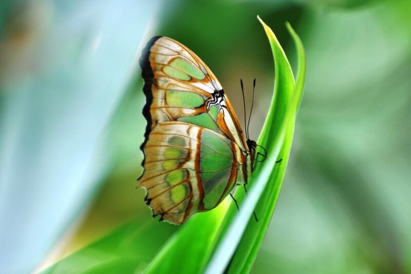 Green and Brown Butterfly — Serene