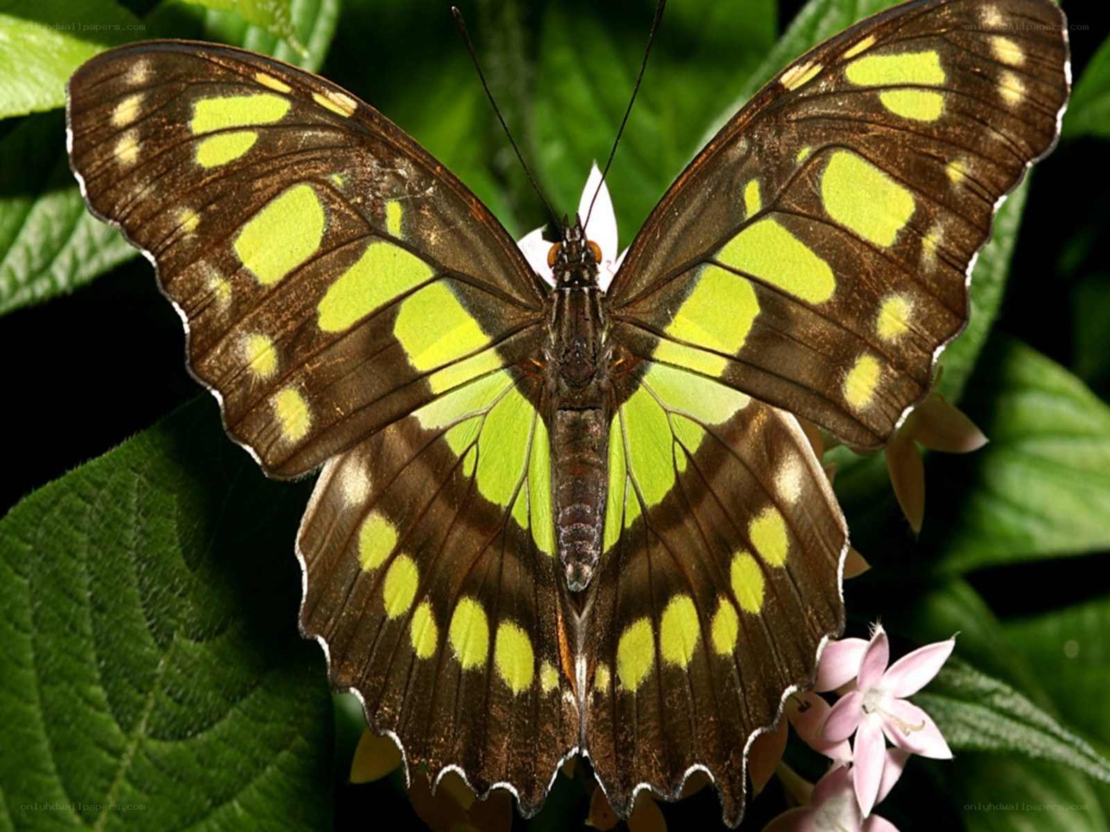 green and brown butterfly