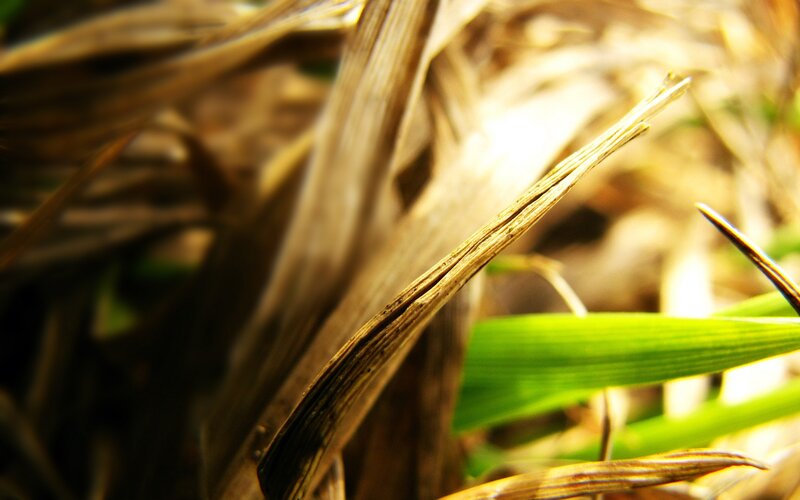 Green and Brown Grass
