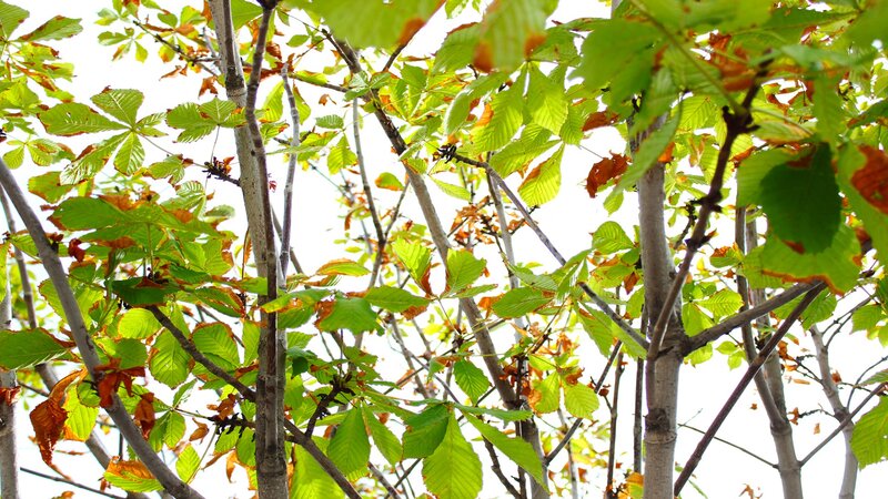 Green and Brown Leaves — Natural, Autumn