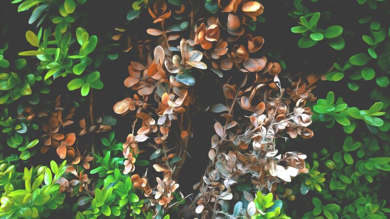 Green and Brown Leaves — Natural