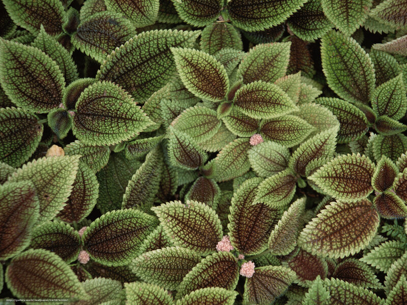 Green and Brown Leaves