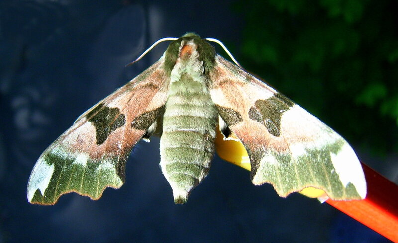 green and brown moth