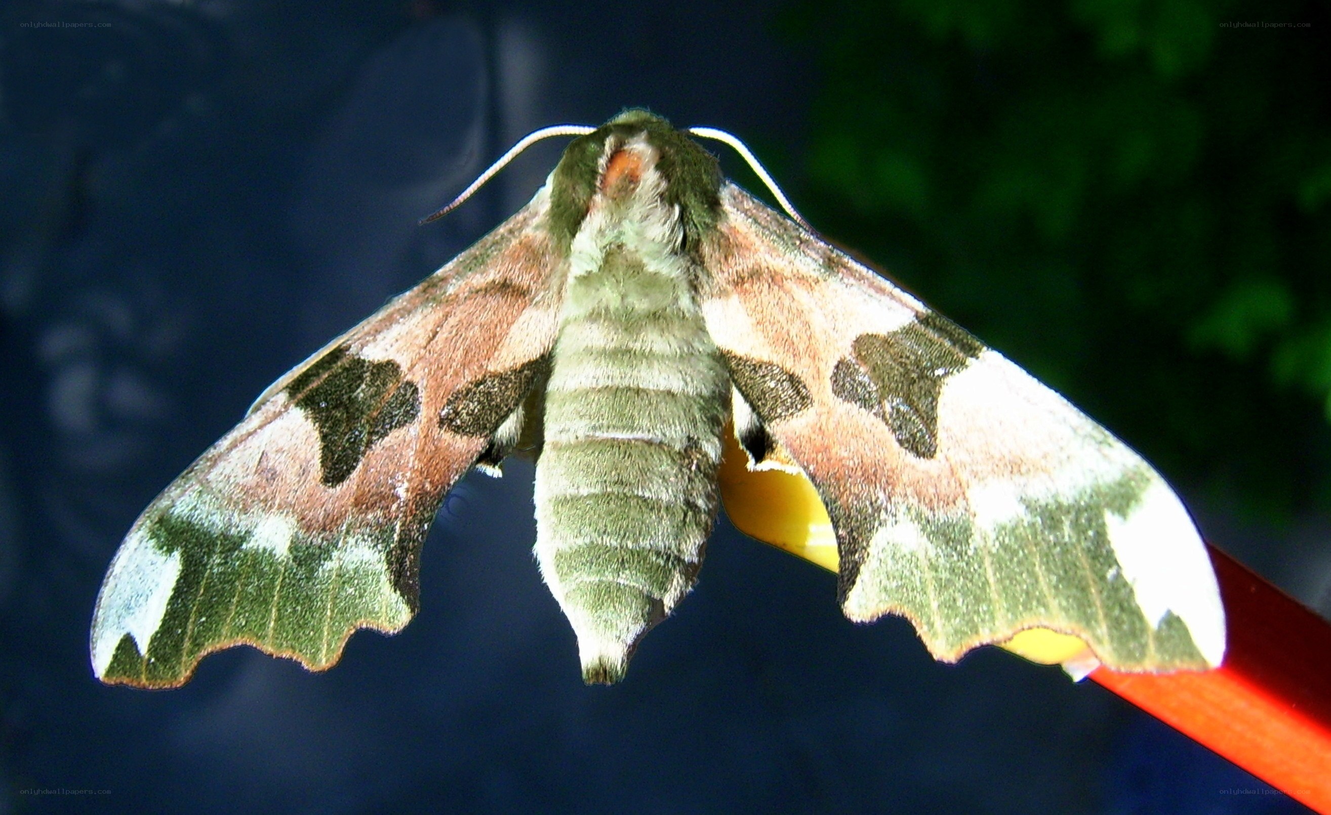 green and brown moth