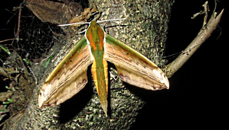 Green and Brown Moth — Natural, Night