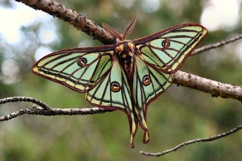 Green and Brown Moth — Natural