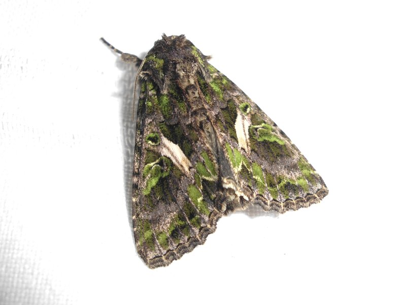 Green and Brown Moth — Neutral, Photograph