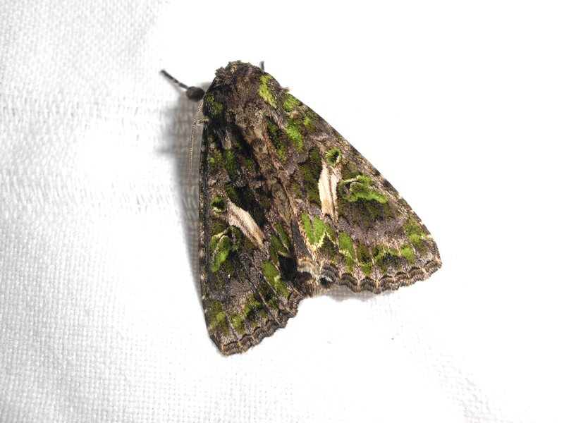 Green and Brown Moth — Neutral