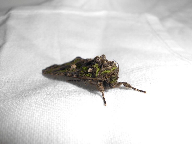 green and brown moth on white fabric