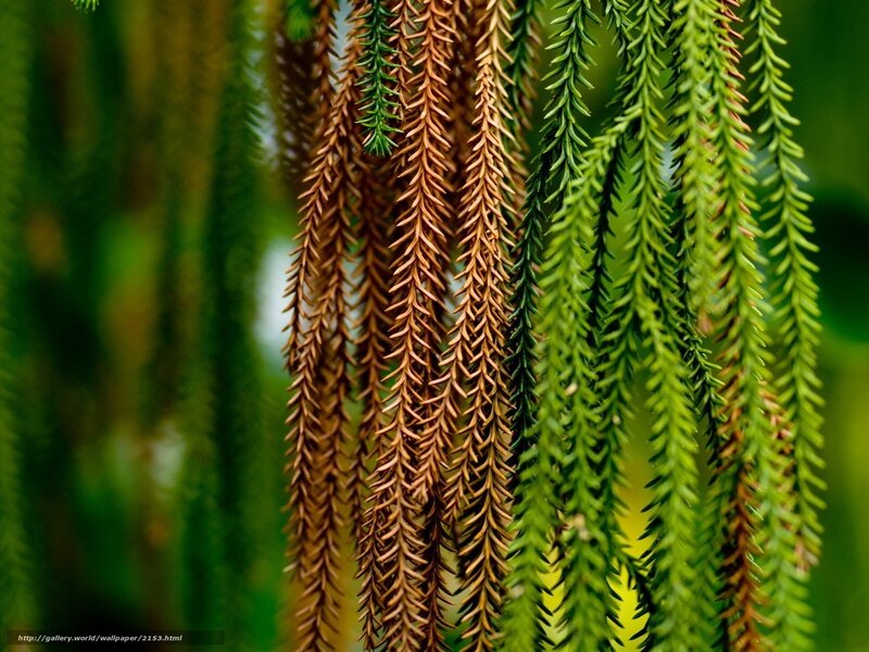 Green and brown plant strands