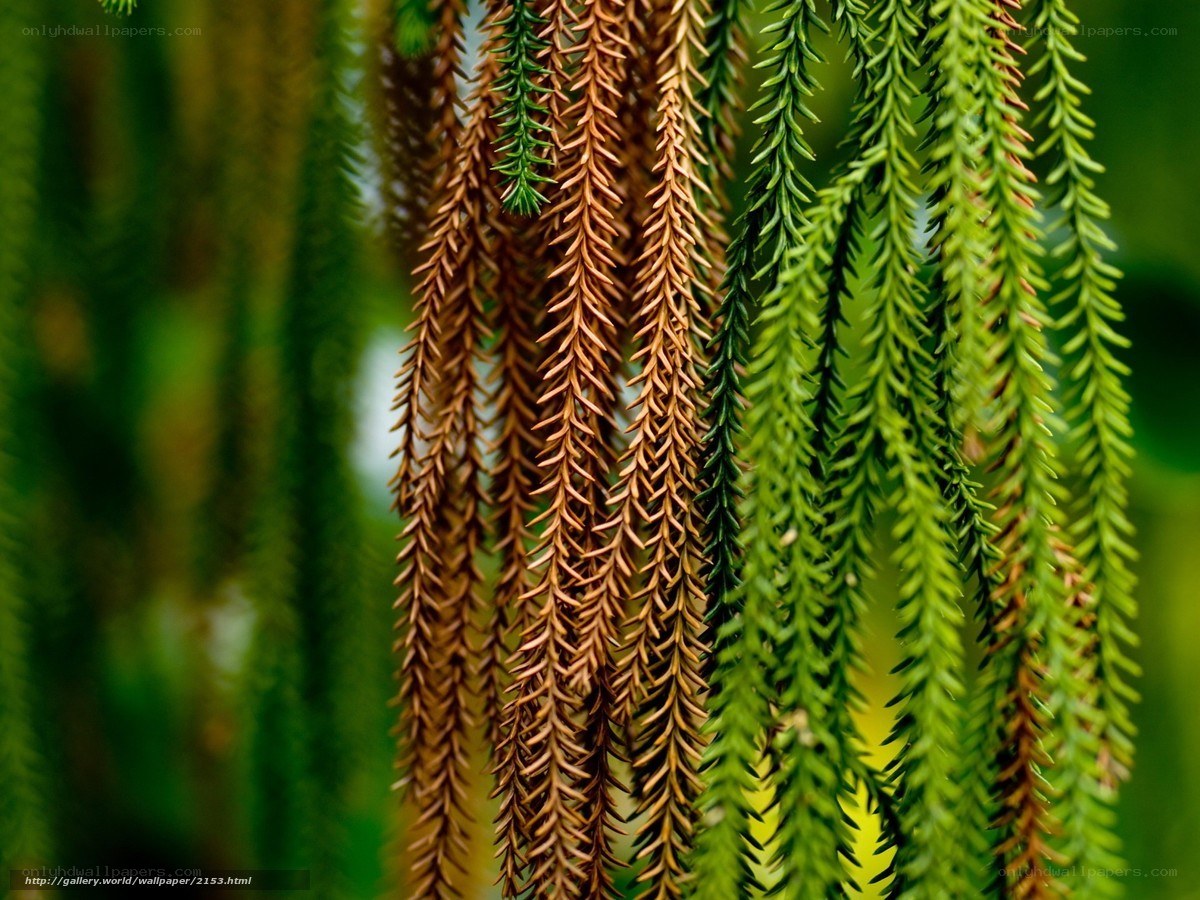 Green and brown plant strands