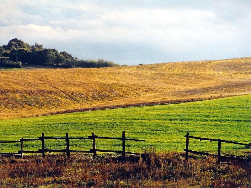Green and golden fields