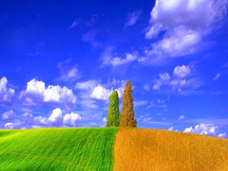 Green and golden fields under blue sky
