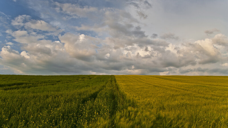 Green and golden fields under cloudy sky