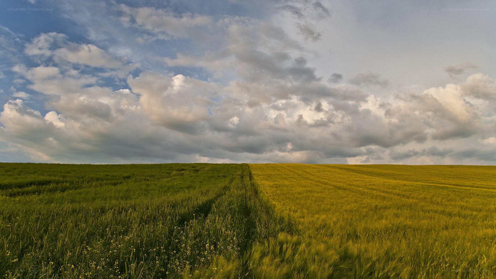 Green and golden fields under cloudy sky