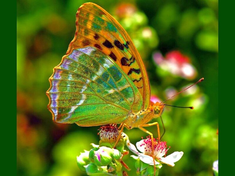 Green and Orange Butterfly — Natural