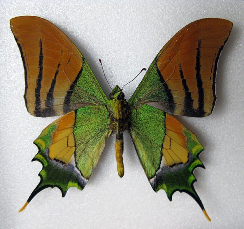 Green and Orange Butterfly