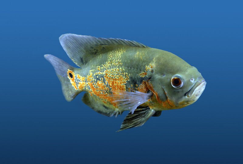 Green and Orange Fish