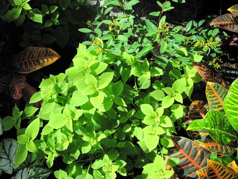 Green and Patterned Plants