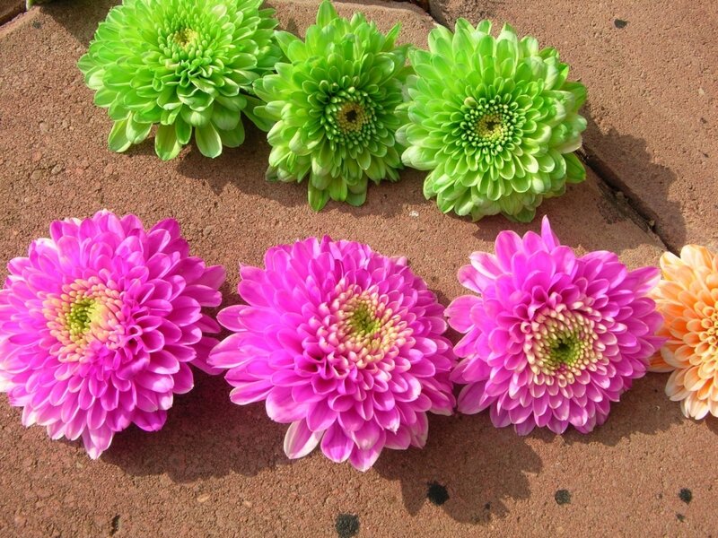 Green and Pink Chrysanthemums