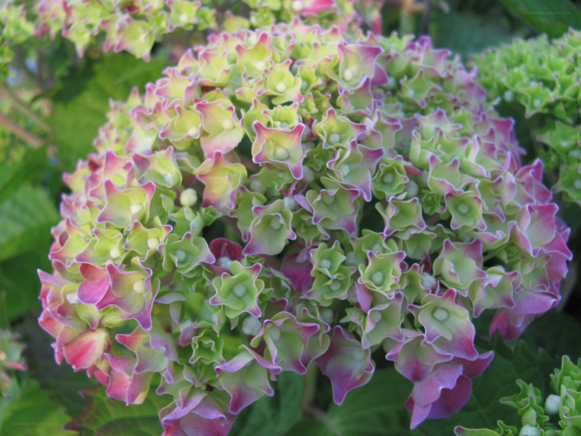 green and pink hydrangea bloom