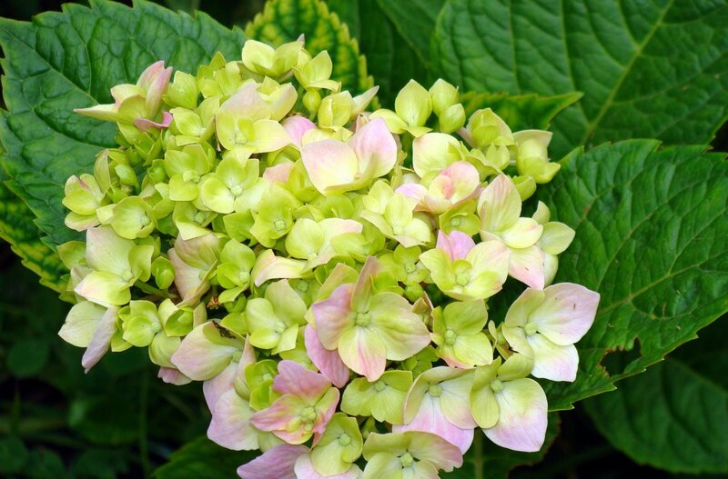 green and pink hydrangea flower