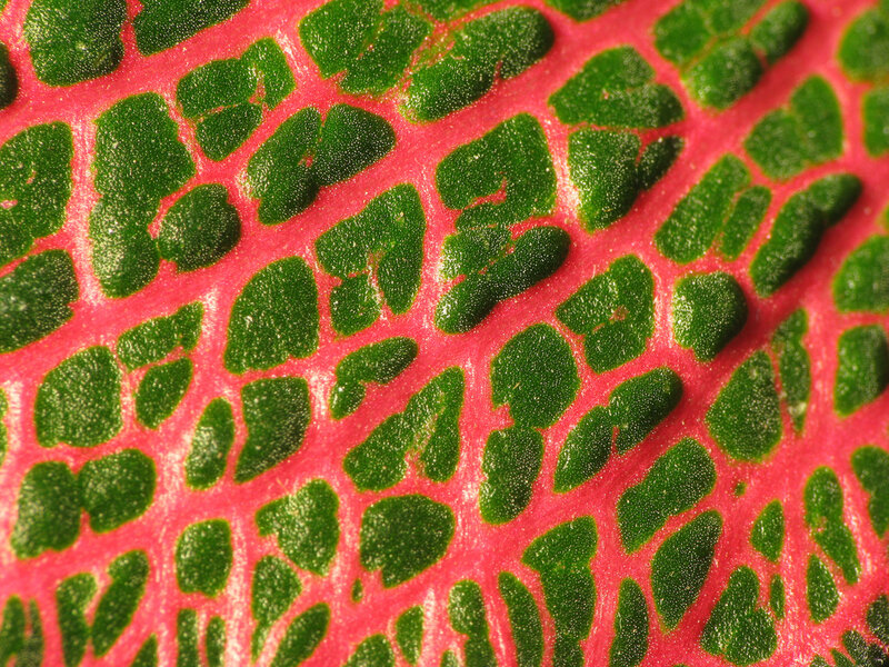 green and pink leaf pattern