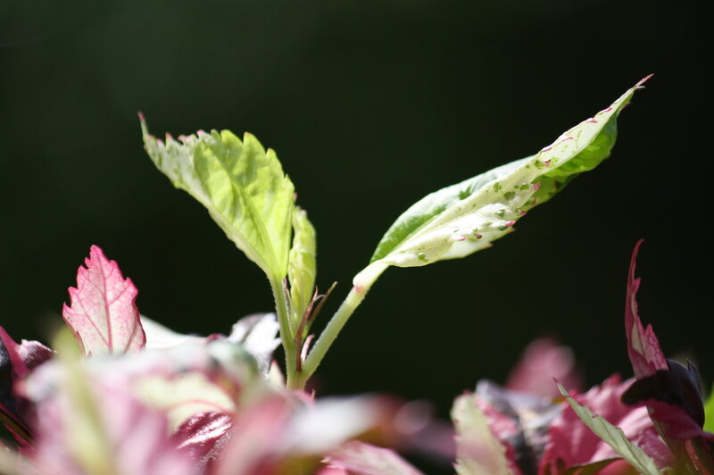 Green and Pink Leaves