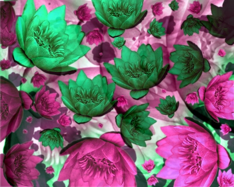 Green and pink lotus flowers