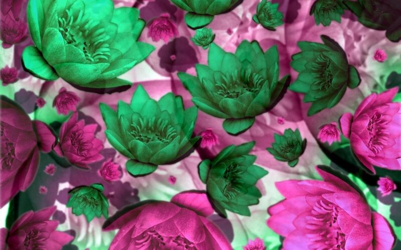 Green and Pink Lotus Flowers — Vibrant